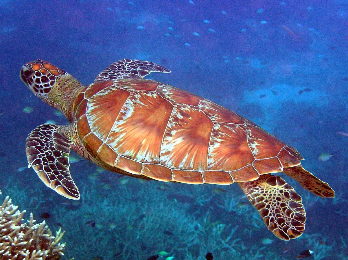 Reef Suite Agnes Water Exteriör bild